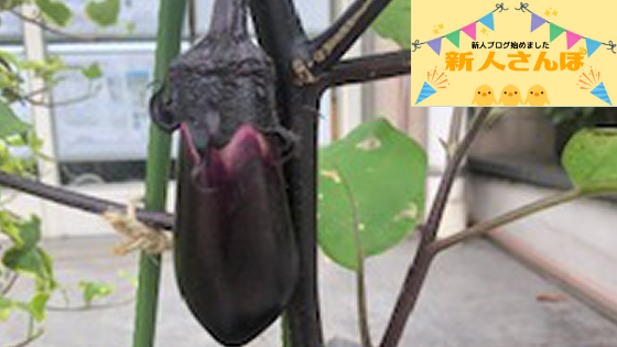＃４　茄子の成長