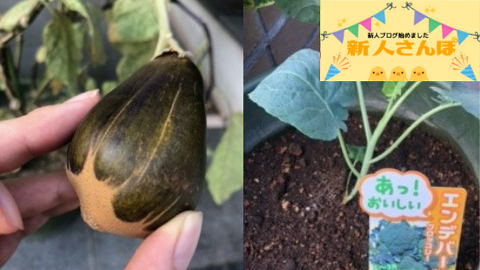 #5 無事に正社員になれました！🍆🥦