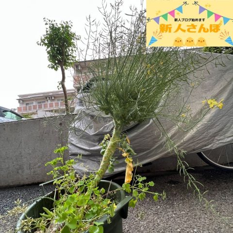 #30 巨大ブロッコリー現る