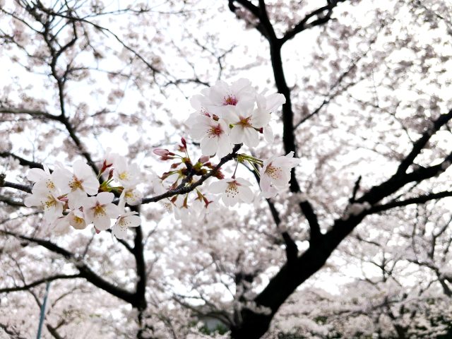 #91 桜