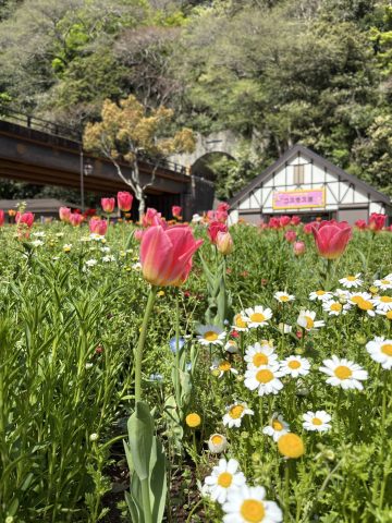 #109 くりはま花の国