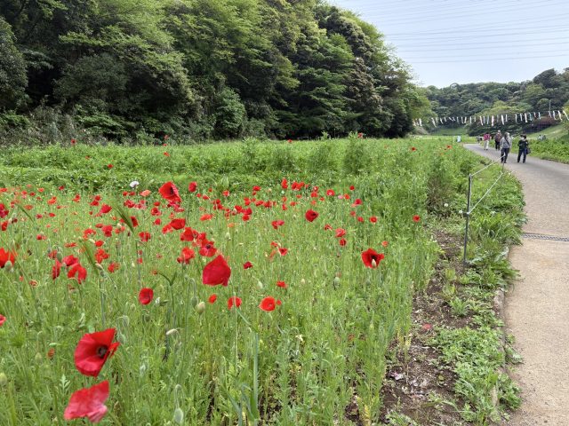 #120くりはま花の国 シリーズ2