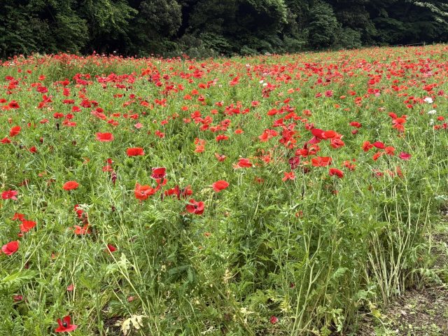 #131 くりはま花の国 シリーズ3