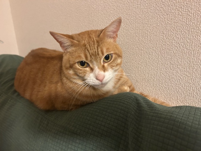 #129 🐾猫ブログ#1
