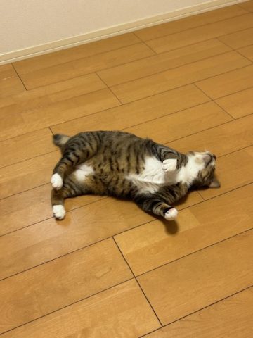 #133 🐾猫ブログ#2