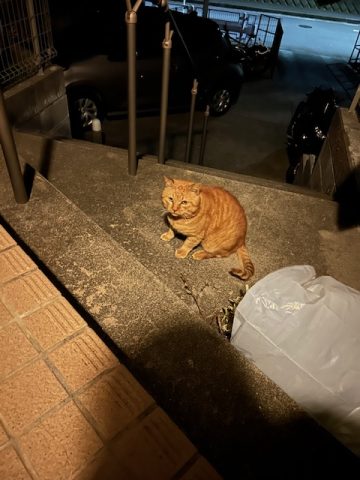 #121 地域猫?!