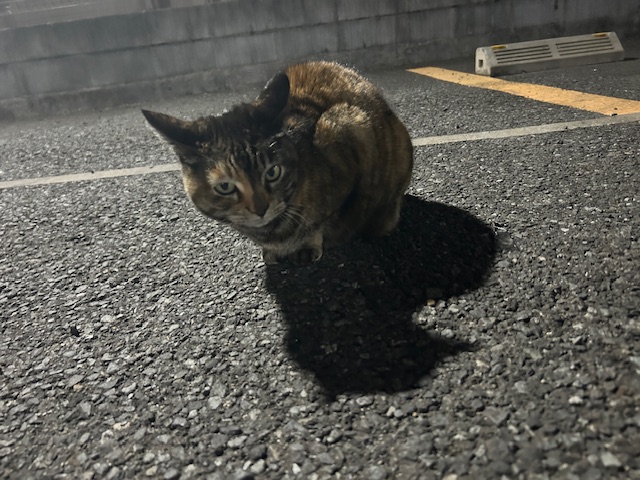 #147 DOBUITA CAT 🐾